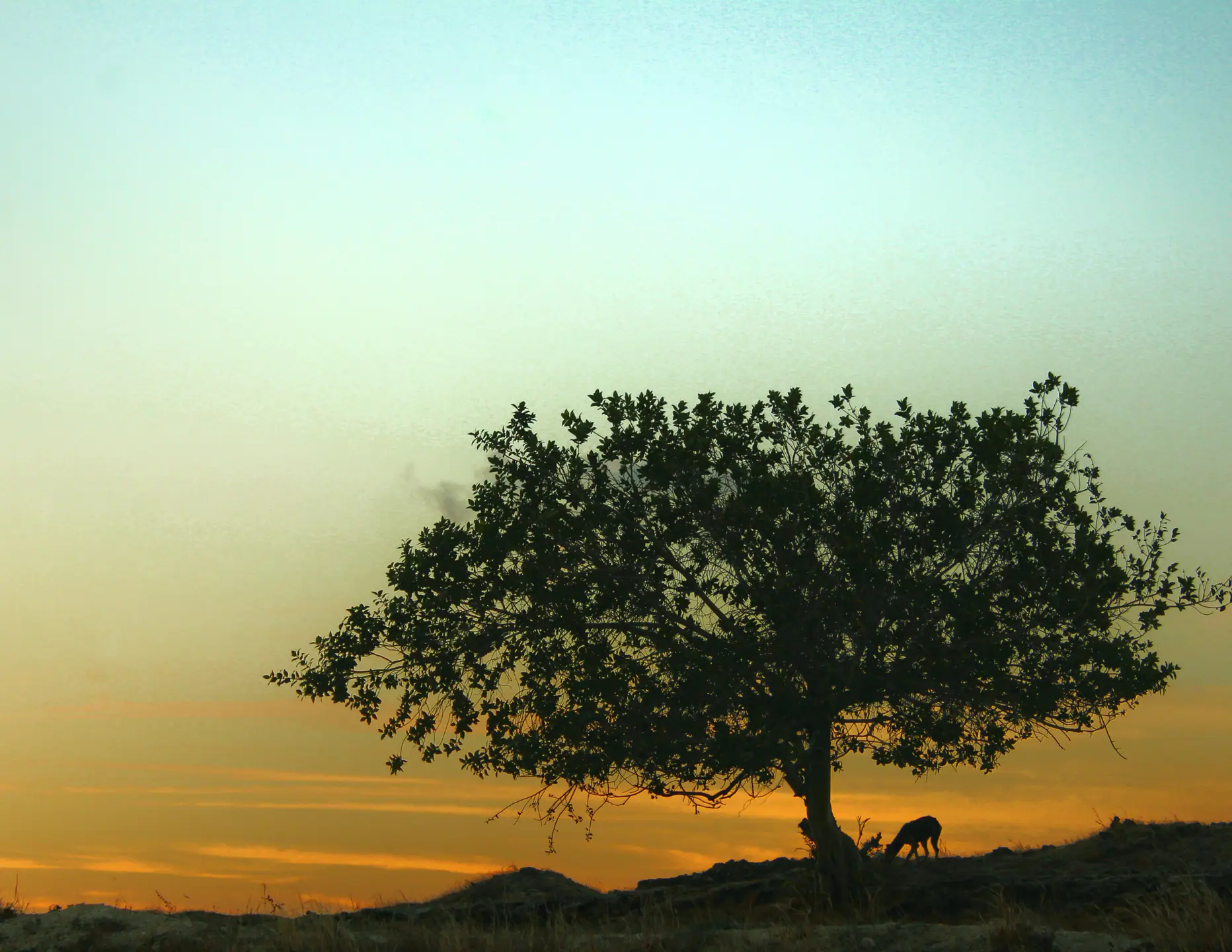 sumba-5