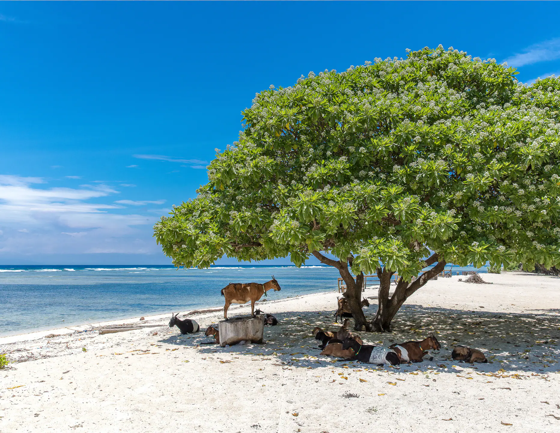 Gili Trawangan