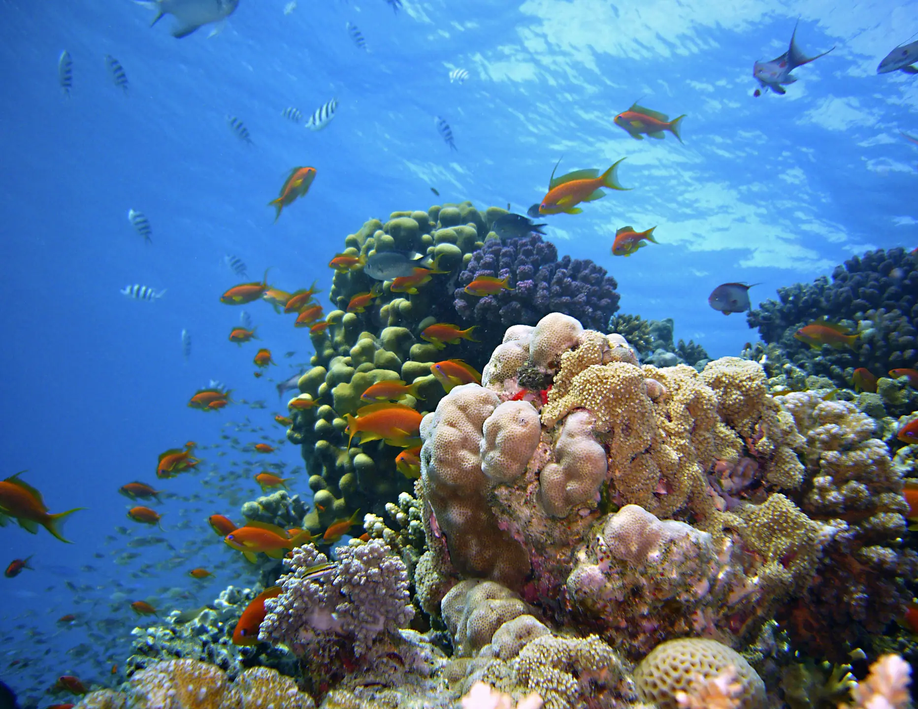 vedanta-website-photos-6